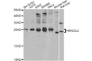 Western blot analysis of extracts of various cell lines, using MAD2L2 antibody. (MAD2L2 antibody)