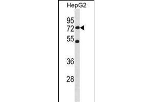 SETD3 Antibody (C-term) (ABIN1881794 and ABIN2838755) western blot analysis in HepG2 cell line lysates (35 μg/lane). (SETD3 antibody  (C-Term))