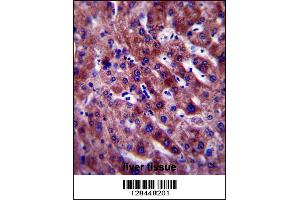 PON1 Antibody immunohistochemistry analysis in formalin fixed and paraffin embedded human liver tissue followed by peroxidase conjugation of the secondary antibody and DAB staining. (PON1 antibody  (AA 118-145))
