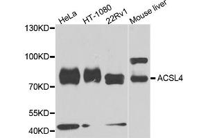Western blot analysis of extracts of various cell lines, using ACSL4 antibody (ABIN5974132) at 1/1000 dilution. (ACSL4 antibody)