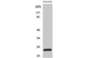 Western Blotting (WB) image for anti-BCL2-Like 2 (BCL2L2) (C-Term) antibody (ABIN3183504) (BCL2L2 antibody  (C-Term))
