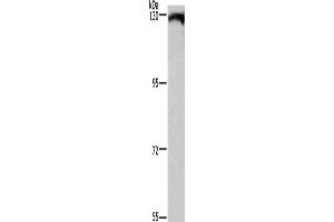 Western Blotting (WB) image for anti-Dishevelled Associated Activator of Morphogenesis 1 (DAAM1) antibody (ABIN5546598)