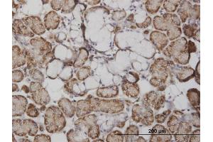 Immunoperoxidase of monoclonal antibody to FABP4 on formalin-fixed paraffin-embedded human salivary gland. (FABP4 antibody  (AA 1-132))