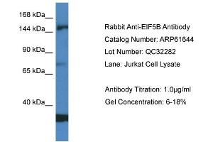 Western Blotting (WB) image for anti-Eukaryotic Translation Initiation Factor 5B (EIF5B) (Middle Region) antibody (ABIN2788862) (EIF5B antibody  (Middle Region))