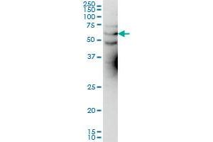 KCNA3 antibody  (AA 424-523)