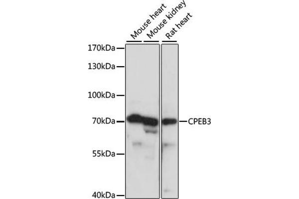 CPEB3 抗体  (AA 150-400)
