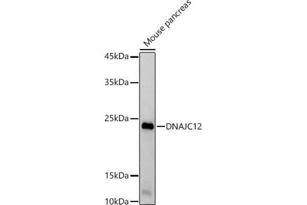 DNAJC12 antibody