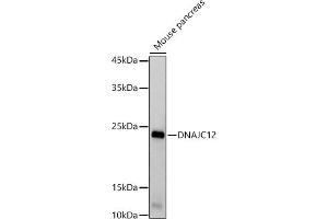Western blot analysis of extracts of Mouse pancreas, using DN antibody (ABIN7266821) at 1:1000 dilution. (DNAJC12 antibody)