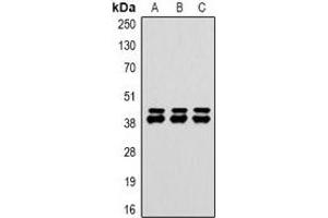 Western blot analysis of DUSP6 expression in HepG2 (A), NIH3T3 (B), rat heart (C) whole cell lysates. (DUSP6 antibody)