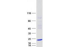 Western Blotting (WB) image for Heat Shock 27kDa Protein 3 (HSPB3) protein (Myc-DYKDDDDK Tag) (ABIN2722553)