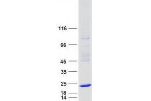 HSPB3 Protein (Myc-DYKDDDDK Tag)