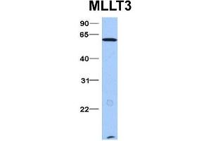 Host:  Rabbit  Target Name:  MLLT3  Sample Type:  Hela  Antibody Dilution:  1. (AF9 antibody  (N-Term))