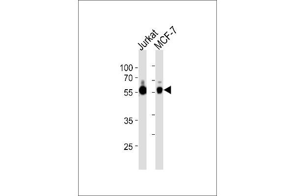 Zinc Finger and SCAN Domain Containing 32 (ZSCAN32) (AA 159-187) antibody