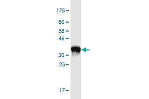 Western Blot detection against Immunogen (37.