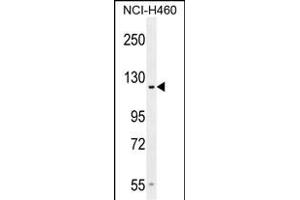 GP Antibody (Center) (ABIN654524 and ABIN2844246) western blot analysis in NCI- cell line lysates (35 μg/lane).