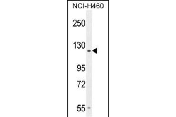 GPR144 anticorps  (AA 342-370)