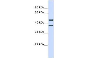 TMEM135 antibody  (N-Term)