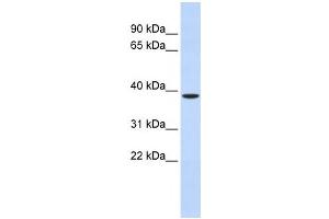 Western Blotting (WB) image for anti-Zinc Finger Protein-Like 1 (ZFPL1) antibody (ABIN2460018)