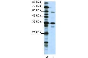 WB Suggested Anti-CREB3L1 Antibody Titration:  1. (CREB3L1 antibody  (N-Term))