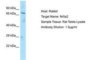 Image no. 1 for anti-Nuclear Receptor Subfamily 5, Group A, Member 2 (NR5A2) (C-Term) antibody (ABIN6749846) (NR5A2 + LRH1 antibody  (C-Term))