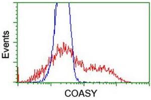 Image no. 4 for anti-CoA Synthase (COASY) antibody (ABIN1497556) (COASY antibody)