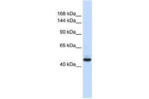 Western Blotting (WB) image for anti-Growth Regulation By Estrogen in Breast Cancer 1 (GREB1) antibody (ABIN2458363) (GREB1 antibody)