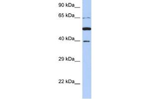 WB Suggested Anti-PNMA3 Antibody Titration: 0. (PNMA3 antibody  (N-Term))
