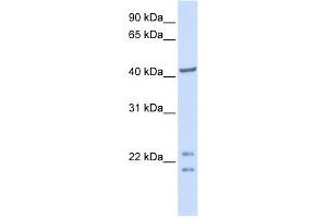 C16ORF48 antibody used at 1 ug/ml to detect target protein. (ENKD1 antibody  (C-Term))
