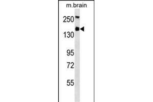 TSC1 Antibody (ABIN1539837 and ABIN2843816) western blot analysis in mouse brain tissue lysates (35 μg/lane). (TSC1 antibody)