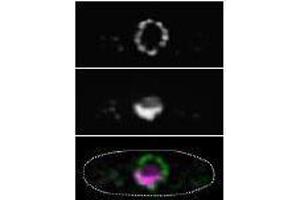 Immunofluorescence (IF) image for anti-Nucleoporin 98kDa (NUP98) (AA 1-466) antibody (ABIN2452066) (NUP98 antibody  (AA 1-466))