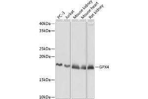 Western blot analysis of extracts of various cell lines, using GPX4 Rabbit mAb (ABIN7267436) at 1:1000 dilution. (GPX4 antibody)