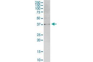 ATPGD1 MaxPab polyclonal antibody. (CARNS1 antibody  (AA 1-385))