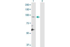 Western Blot analysis of CUL1 expression in transfected 293T cell line by CUL1 MaxPab polyclonal antibody. (Cullin 1 antibody  (AA 1-776))