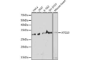 Western blot analysis of extracts of various cell lines, using  Rabbit mAb (ABIN7265787) at 1:1000 dilution. (ATG10 antibody)
