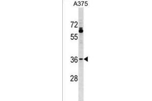 OR51T1 Antibody (C-term) (ABIN1537016 and ABIN2849836) western blot analysis in  cell line lysates (35 μg/lane).