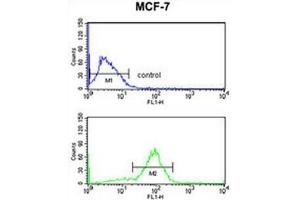 ANO7 Antibody (N-term) flow cytometry analysis of MCF-7 cells (bottom histogram) compared to a negative control cell (top histogram). (Anoctamin 7 antibody  (N-Term))