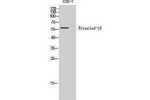 Western Blotting (WB) image for anti-Frizzled Family Receptor 10 (FZD10) (Internal Region) antibody (ABIN3184680) (FZD10 antibody  (Internal Region))