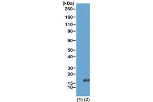 Western blot of recombinant histone H3. (Recombinant Histone 3 antibody  (3meLys36))