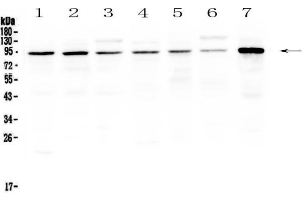 UBA2 anticorps  (AA 449-564)