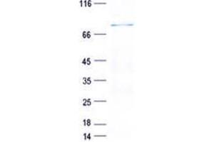 Validation with Western Blot (Mre11 Protein (His tag))