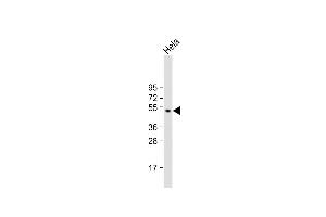 Anti-GSK3A Antibody (G83) at 1:1000 dilution + Hela whole cell lysate Lysates/proteins at 20 μg per lane. (GSK3 alpha antibody  (N-Term))
