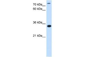 Western Blot showing C3orf31 antibody used at a concentration of 2. (TAM41 antibody  (N-Term))