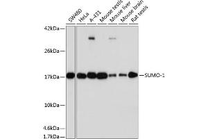 Western Blotting (WB) image for anti-Small Ubiquitin Related Modifier Protein 1 (SUMO1) antibody (ABIN7270373)