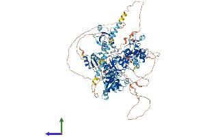 AlphaFold protein structure predicition of Mouse Recombinant Paxip1 Protein, UniprotID Q6NZQ4 (PAXIP1 Protein (AA 1-1056) (His tag))