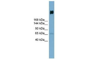 DMBT1 antibody  (N-Term)