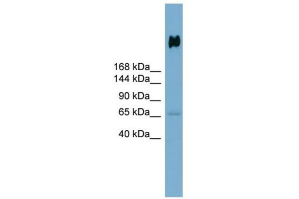 DMBT1 Antikörper  (N-Term)