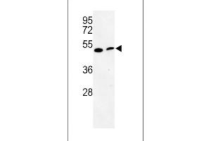 Western blot analysis of PISD Antibody (Center) (ABIN652776 and ABIN2842511) in mouse cerebellum tissue and mouse NIH-3T3 cell line lysates (35 μg/lane). (PISD antibody  (AA 223-250))