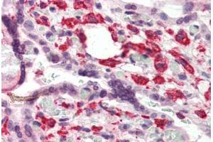 Human Placenta (formalin-fixed, paraffin-embedded) stained with DUSP1 antibody ABIN337195 at 5 ug/ml followed by biotinylated goat anti-rabbit IgG secondary antibody ABIN481713, alkaline phosphatase-streptavidin and chromogen. (DUSP1 antibody  (C-Term))