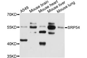 Western blot analysis of extracts of various cell lines, using SRP54 antibody (ABIN1874942) at 1:1000 dilution.