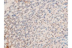 ABIN6267305 at 1/100 staining mouse gastric tissue sections by IHC-P. (C-JUN antibody  (pThr239))